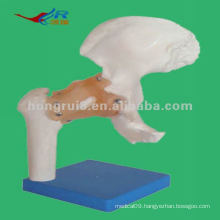 2012 best-selling Life-size model of hip joint Model